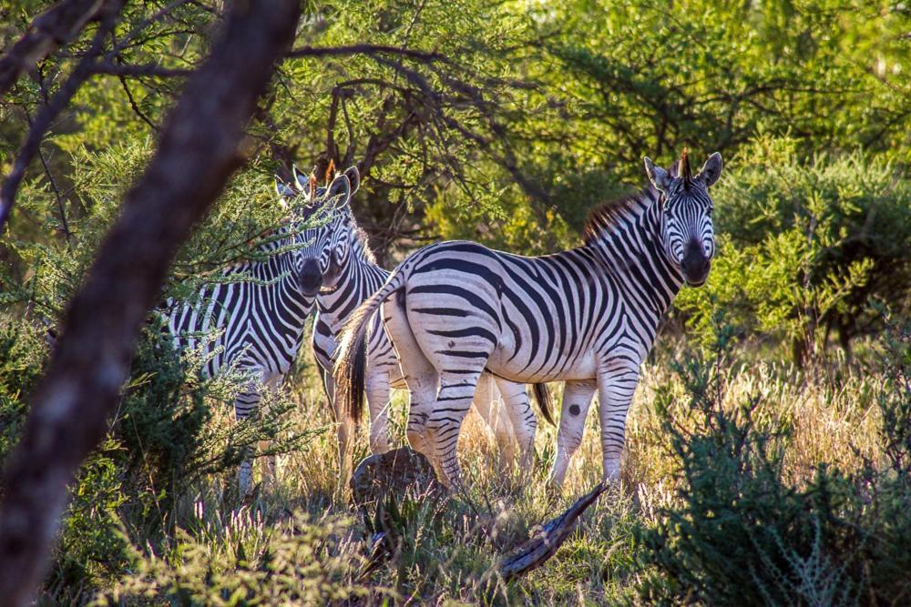 Big Valley Game Lodge Lobatse Eksteriør billede