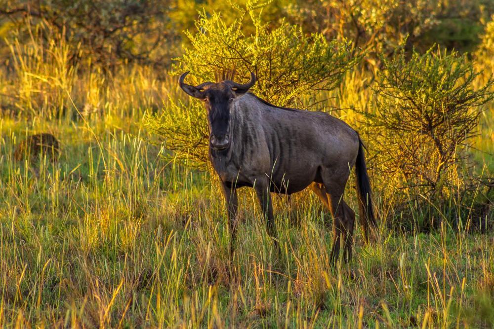 Big Valley Game Lodge Lobatse Eksteriør billede
