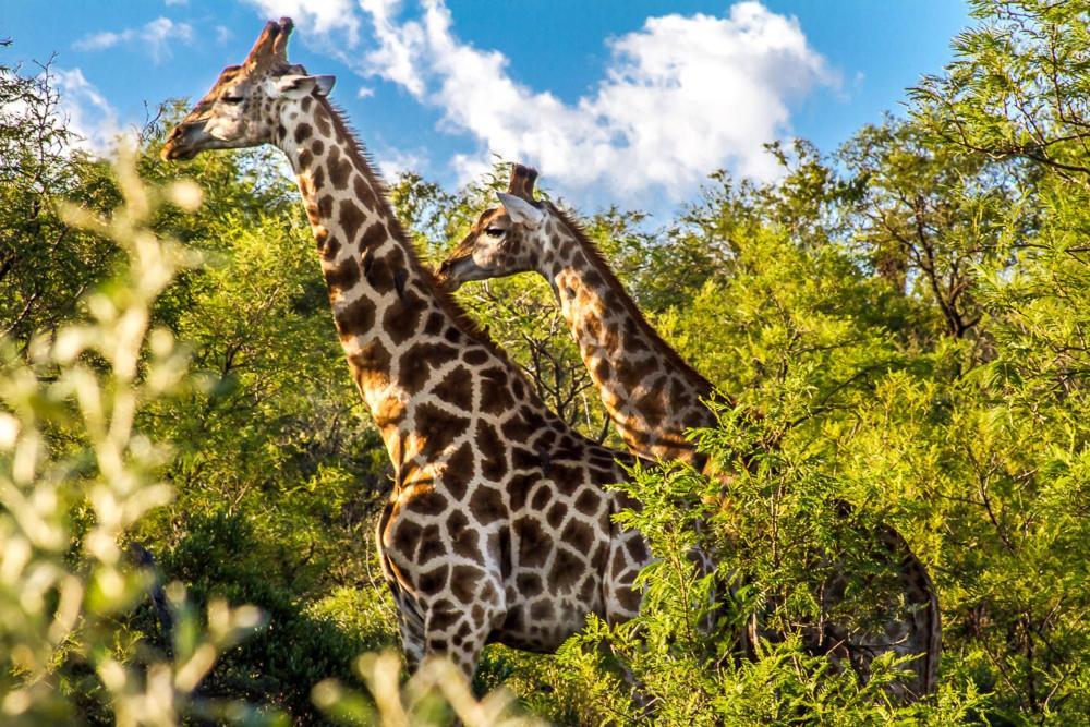 Big Valley Game Lodge Lobatse Eksteriør billede